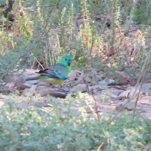 Psephotus haematonotus at Balranald, NSW - 26 Mar 2025 04:40 PM