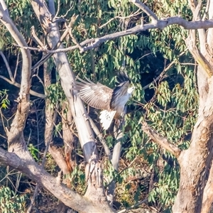 Haliaeetus leucogaster at Lower Portland, NSW - 24 Aug 2022 04:15 PM