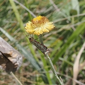 Utetheisa (genus) at Cotter River, ACT - 14 Mar 2025 12:32 PM