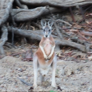 Osphranter rufus at Balranald, NSW - 27 Mar 2025 07:39 AM
