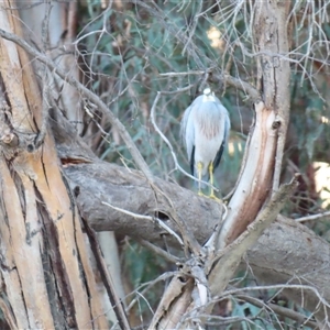 Egretta novaehollandiae at Balranald, NSW - 27 Mar 2025 07:45 AM