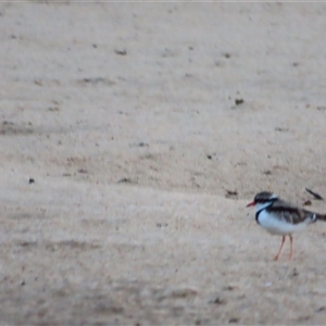 Charadrius melanops at Balranald, NSW - 27 Mar 2025 07:46 AM