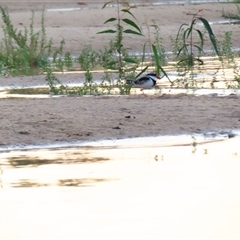 Charadrius melanops at Balranald, NSW - 27 Mar 2025 07:46 AM