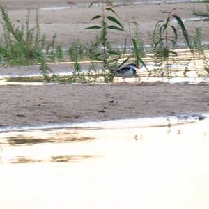 Charadrius melanops at Balranald, NSW - 27 Mar 2025 07:46 AM
