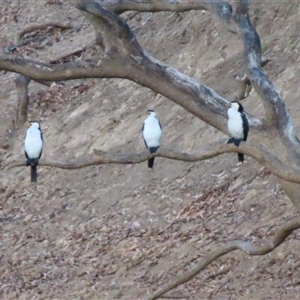 Microcarbo melanoleucos at Boundary Bend, VIC - 27 Mar 2025 07:48 AM