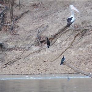 Phalacrocorax sulcirostris at Boundary Bend, VIC - 27 Mar 2025 07:48 AM