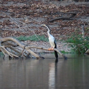 Anhinga novaehollandiae at Boundary Bend, VIC - 27 Mar 2025 08:01 AM