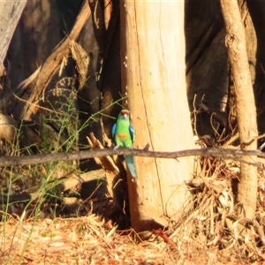Barnardius zonarius at Balranald, NSW - 27 Mar 2025 08:17 AM