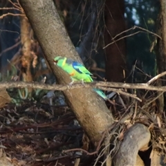 Barnardius zonarius at Balranald, NSW - 27 Mar 2025 08:17 AM
