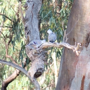 Ocyphaps lophotes at Balranald, NSW - 27 Mar 2025 10:06 AM