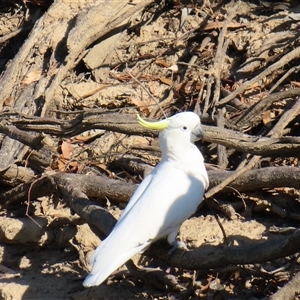 Cacatua galerita at Balranald, NSW - 27 Mar 2025 10:11 AM