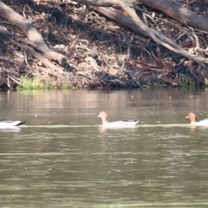 Chenonetta jubata at Balranald, NSW - 27 Mar 2025 10:18 AM