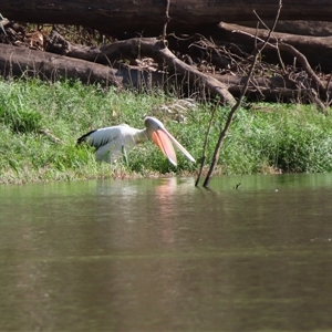 Pelecanus conspicillatus at Balranald, NSW - 27 Mar 2025 10:29 AM