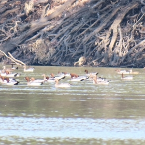Chenonetta jubata at Boundary Bend, VIC - 27 Mar 2025 11:04 AM