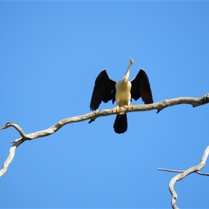 Anhinga novaehollandiae at Boundary Bend, VIC - 27 Mar 2025 11:12 AM