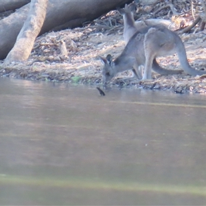 Macropus giganteus at Boundary Bend, VIC - 27 Mar 2025 11:28 AM