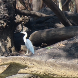 Ardea pacifica at Boundary Bend, VIC - 27 Mar 2025 11:51 AM