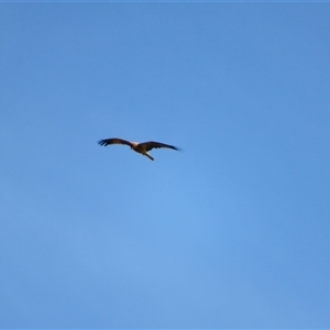 Haliastur sphenurus at Boundary Bend, VIC - 27 Mar 2025 12:10 PM
