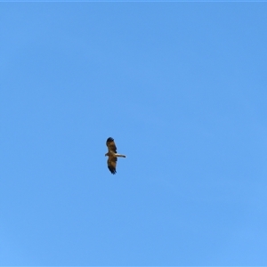 Haliastur sphenurus at Boundary Bend, VIC - 27 Mar 2025 12:10 PM