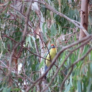 Platycercus elegans flaveolus at Boundary Bend, VIC - 27 Mar 2025 05:22 PM