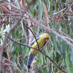 Platycercus elegans flaveolus at Boundary Bend, VIC - 27 Mar 2025 05:22 PM