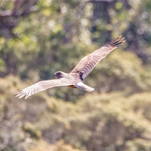 Circus approximans at Lower Portland, NSW - 10 Nov 2022 09:21 AM