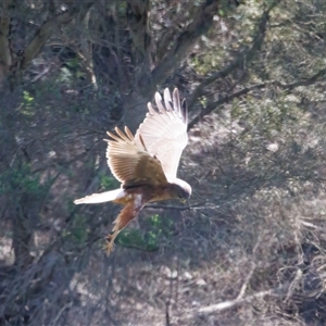 Circus approximans at Lower Portland, NSW - 10 Nov 2022 09:21 AM
