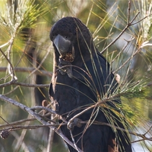 Calyptorhynchus lathami lathami at Lower Portland, NSW - suppressed