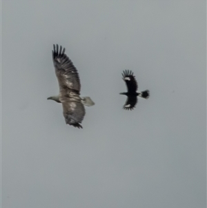 Haliaeetus leucogaster at Lower Portland, NSW - 11 Nov 2022 02:51 PM
