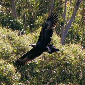 Aquila audax at Lower Portland, NSW - 3 Feb 2023 11:26 AM