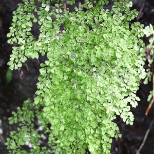 Adiantum raddianum at North Nowra, NSW - 1 Apr 2025 12:12 AM