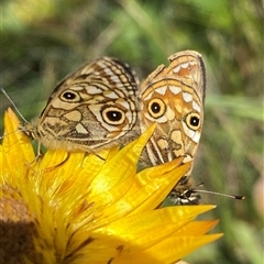 Oreixenica latialis at Cotter River, ACT - suppressed