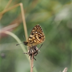 Oreixenica latialis at Cotter River, ACT - suppressed