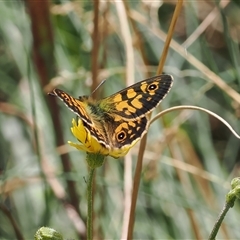 Oreixenica latialis at Cotter River, ACT - suppressed