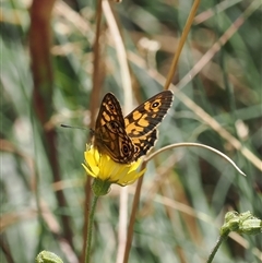 Oreixenica latialis at Cotter River, ACT - suppressed