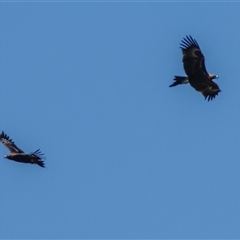 Aquila audax at Lower Portland, NSW - 5 Feb 2023 02:39 PM
