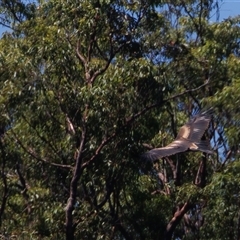 Aquila audax at Lower Portland, NSW - 5 Feb 2023 02:39 PM
