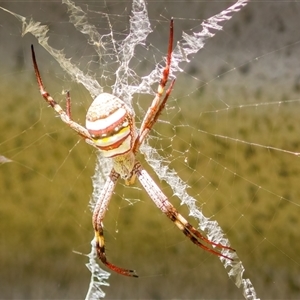 Argiope keyserlingi at Lower Portland, NSW - 5 Feb 2023 03:01 PM