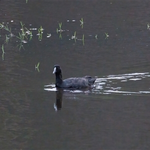 Fulica atra at Lower Portland, NSW - 9 Feb 2023 08:27 AM