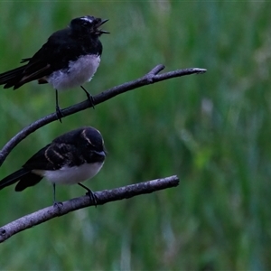 Rhipidura leucophrys at Lower Portland, NSW - 9 Feb 2023 09:03 AM
