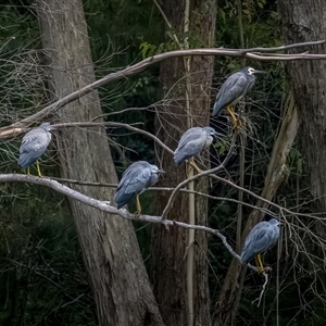 Egretta novaehollandiae at Lower Portland, NSW - 14 Feb 2023 07:55 AM