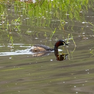 Tachybaptus novaehollandiae at Lower Portland, NSW - 14 Mar 2023 12:28 PM