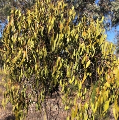 Amyema miquelii at Crowther, NSW - 3 Apr 2025 10:29 AM