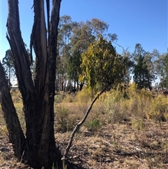 Amyema miquelii at Crowther, NSW - 3 Apr 2025 10:29 AM