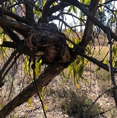 Amyema miquelii at Crowther, NSW - 3 Apr 2025 10:29 AM