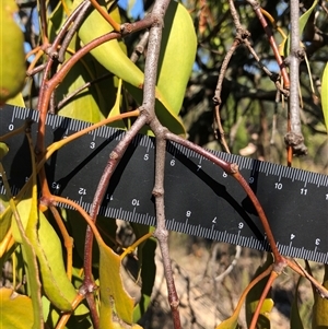 Amyema miquelii at Crowther, NSW - 3 Apr 2025 10:29 AM