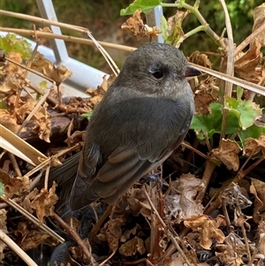 Pachycephala pectoralis at Fisher, ACT - suppressed