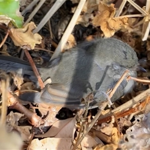 Pachycephala pectoralis at Fisher, ACT - suppressed