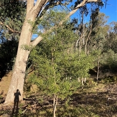 Acacia melanoxylon at Lankeys Creek, NSW - 31 Mar 2025 05:51 PM