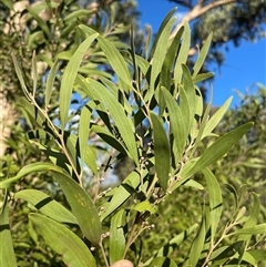 Acacia melanoxylon at Lankeys Creek, NSW - 31 Mar 2025 05:51 PM